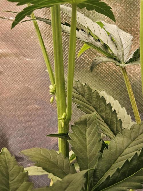 FumePop Auto Orginalsensibleseeds. Week 6