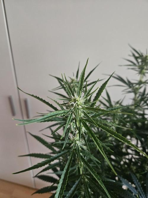 FumePop Auto Orginalsensibleseeds. Week 6