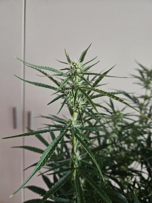 FumePop Auto Orginalsensibleseeds. Week 6