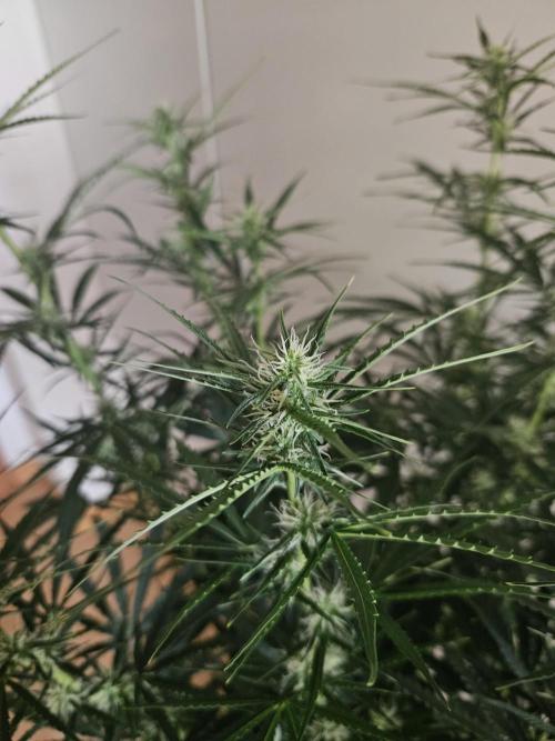 FumePop Auto Orginalsensibleseeds. Week 6