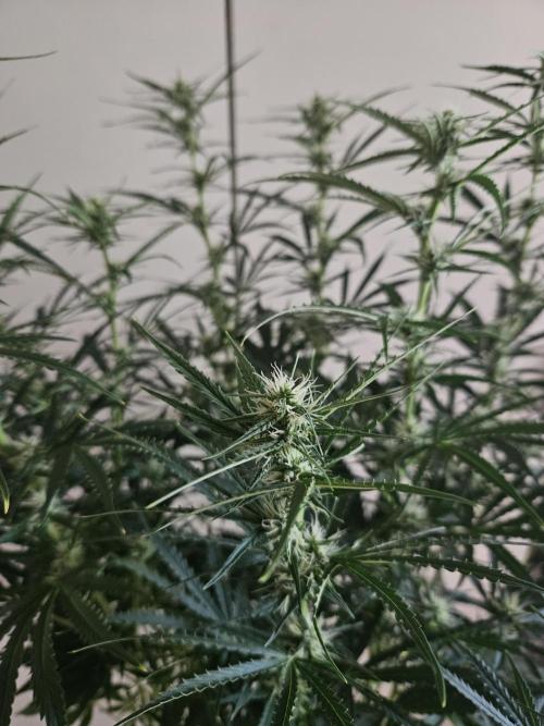 FumePop Auto Orginalsensibleseeds. Week 6