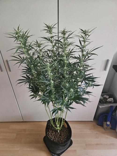 FumePop Auto Orginalsensibleseeds. Week 6
