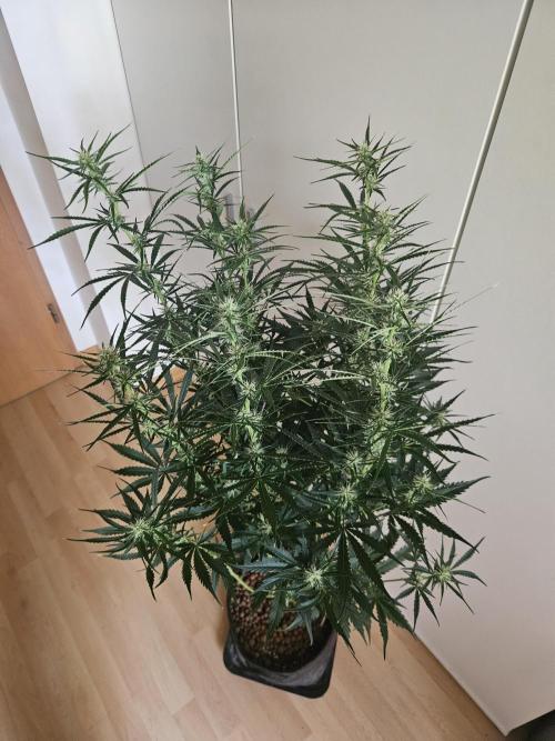 FumePop Auto Orginalsensibleseeds. Week 6