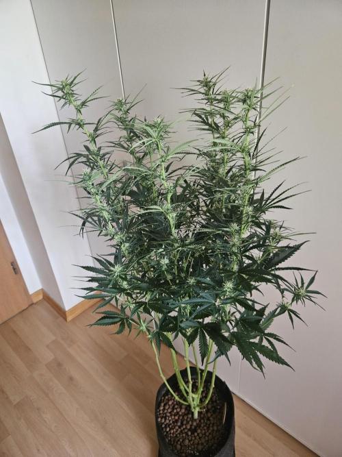 FumePop Auto Orginalsensibleseeds. Week 6
