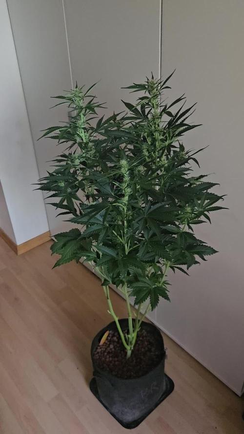 Zoapaya Auto Orginalsensibleseeds
