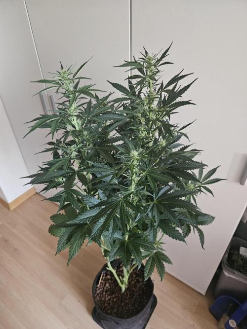 Zoapaya Auto Orginalsensibleseeds. Week 6