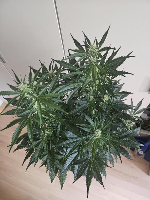 Zoapaya Auto Orginalsensibleseeds. Week 6