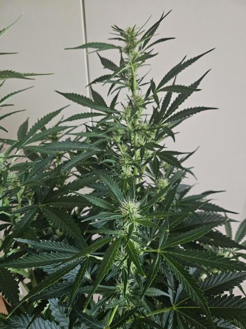 Zoapaya Auto Orginalsensibleseeds. Week 6