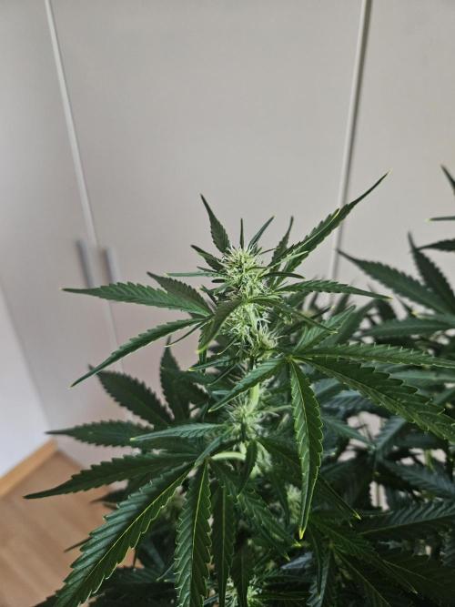 Zoapaya Auto Orginalsensibleseeds. Week 6