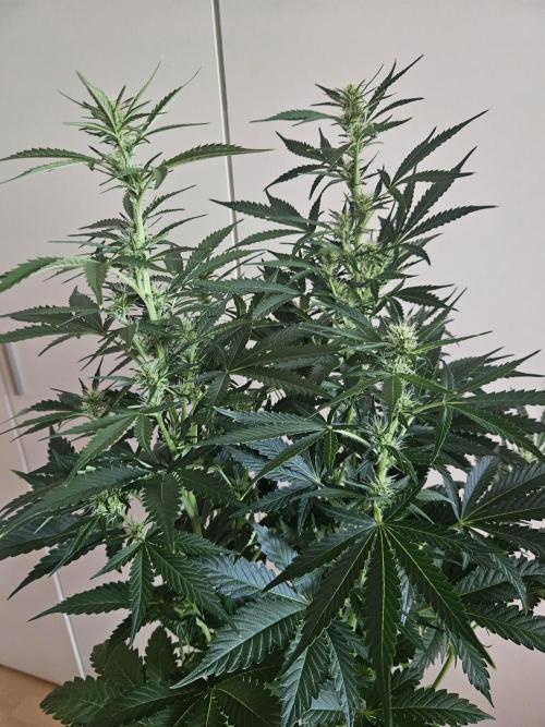 Zoapaya Auto Orginalsensibleseeds. Week 6