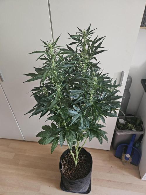 Zoapaya Auto Orginalsensibleseeds. Week 6