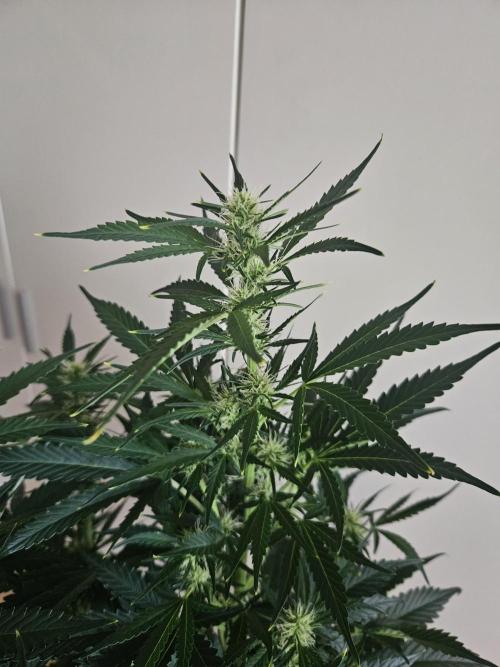 Zoapaya Auto Orginalsensibleseeds. Week 6