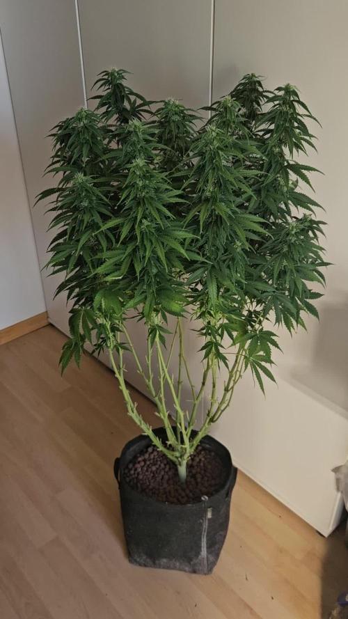 OG Kush Auto Autoseeds