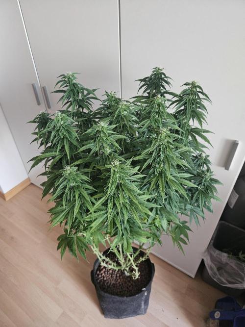 OG Kush Auto Autoseeds. Week 9