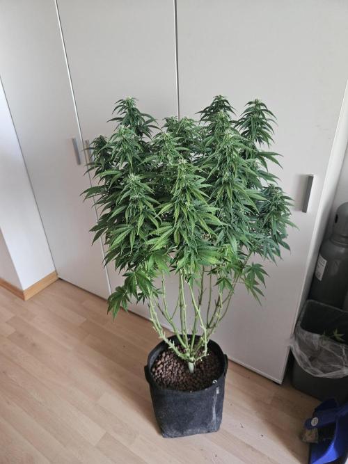 OG Kush Auto Autoseeds. Week 9