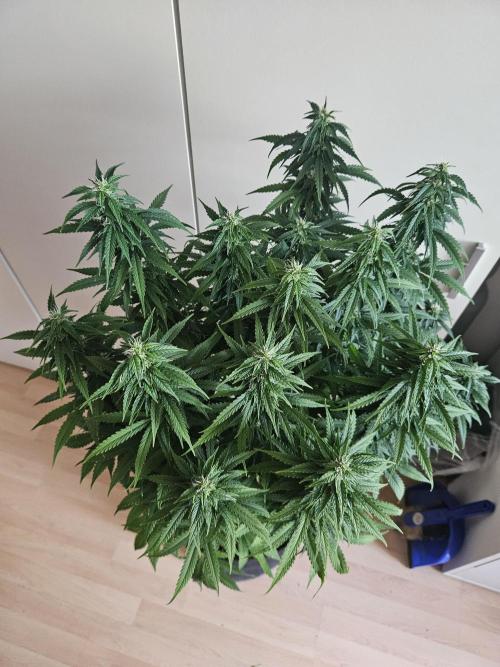 OG Kush Auto Autoseeds. Week 9