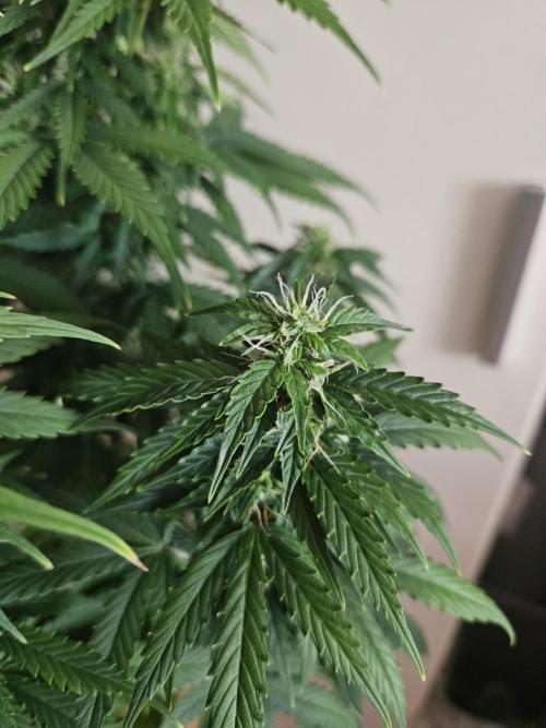 OG Kush Auto Autoseeds. Week 9
