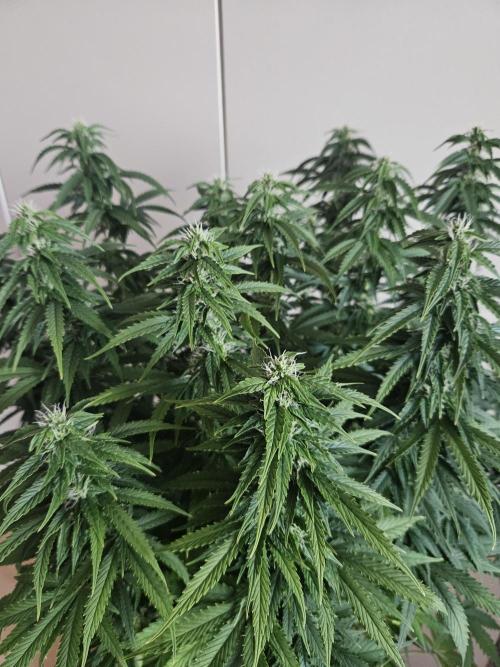 OG Kush Auto Autoseeds. Week 9