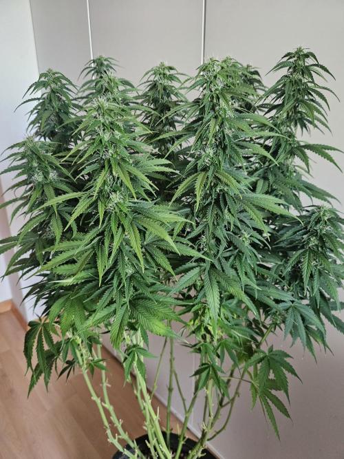 OG Kush Auto Autoseeds. Week 9