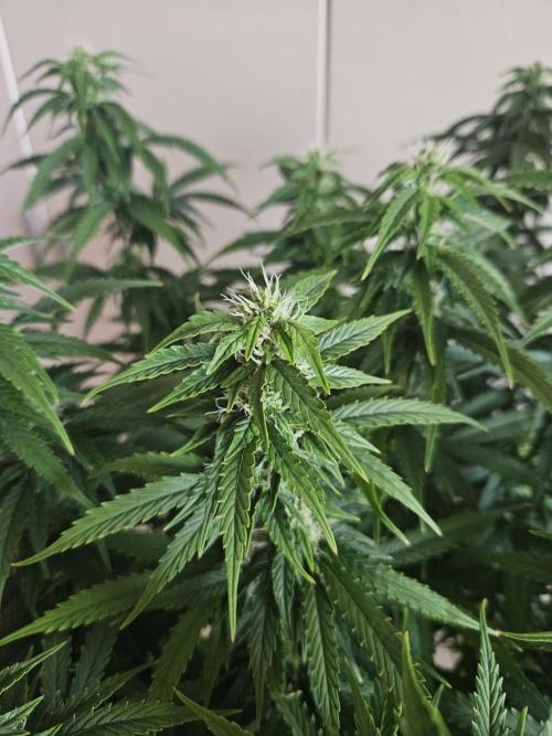 OG Kush Auto Autoseeds. Week 9