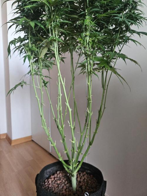 OG Kush Auto Autoseeds. Week 9