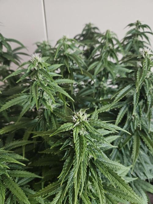 OG Kush Auto Autoseeds. Week 9