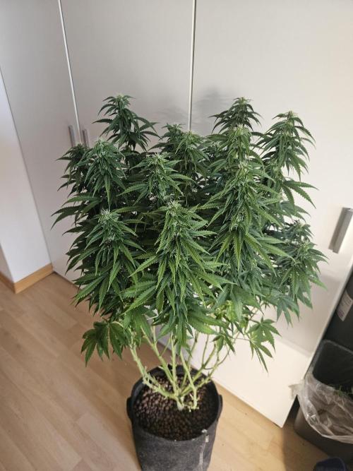 OG Kush Auto Autoseeds. Week 9