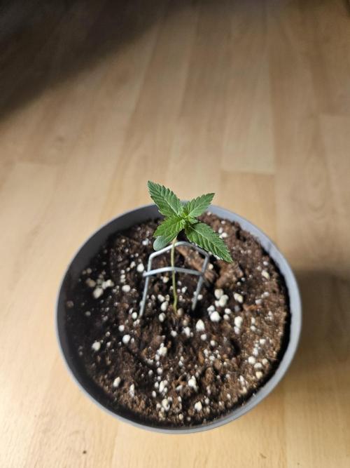 Permanent Bluez Isi Seeds. Week 0