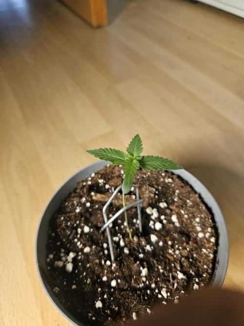 Permanent Bluez Isi Seeds. Week 0