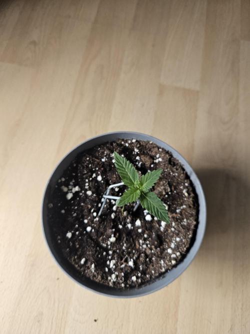 4x2. Week 0