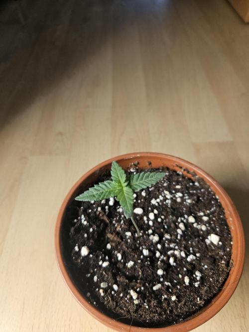 The gassy one SuperSativaSeedClub. Week 0