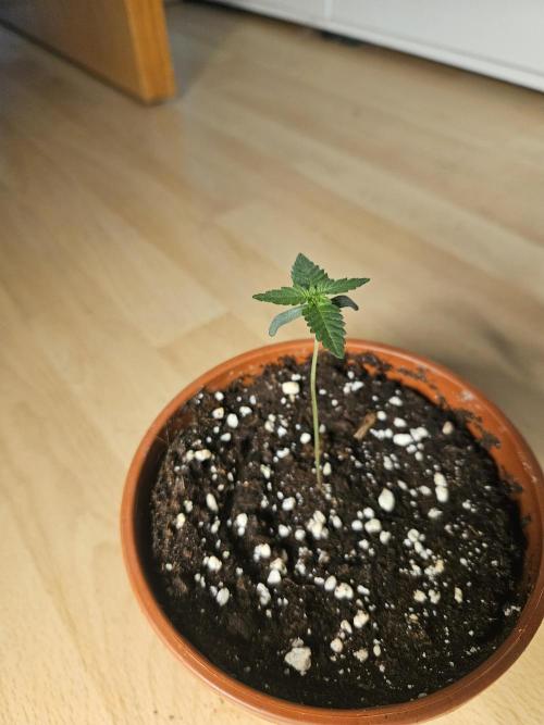 The gassy one SuperSativaSeedClub. Week 0