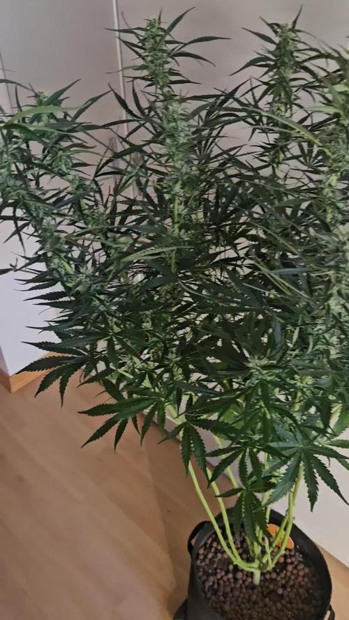 FumePop Auto Orginalsensibleseeds