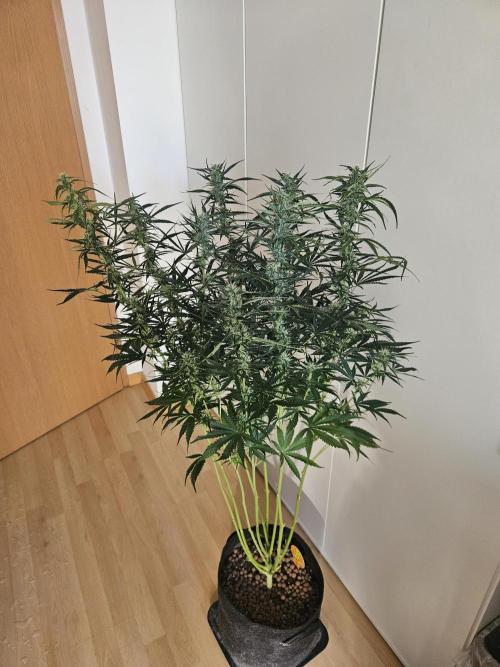 FumePop Auto Orginalsensibleseeds. Week 7