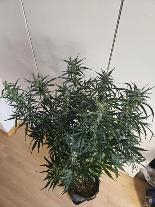 FumePop Auto Orginalsensibleseeds. Week 7