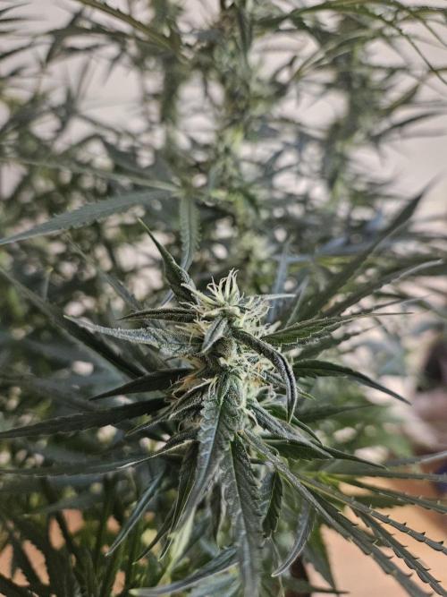 FumePop Auto Orginalsensibleseeds. Week 7