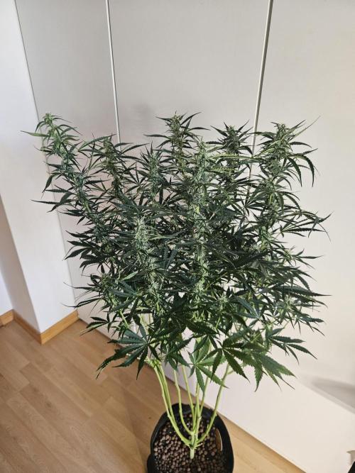 FumePop Auto Orginalsensibleseeds. Week 7