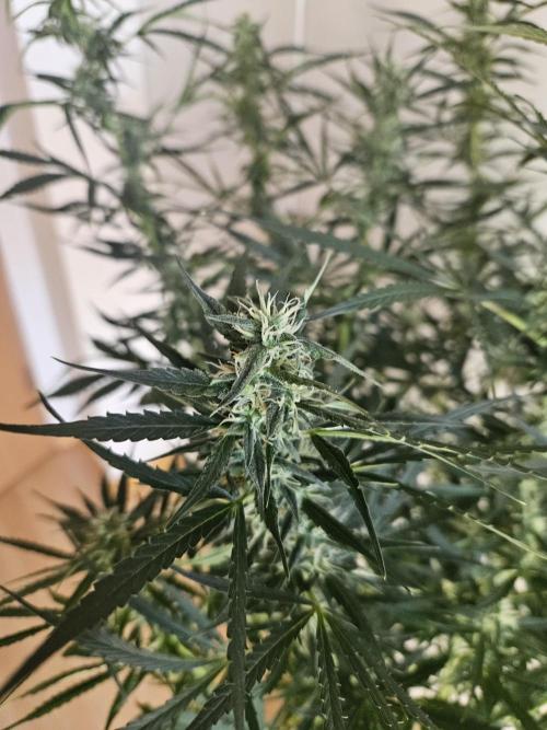 FumePop Auto Orginalsensibleseeds. Week 7