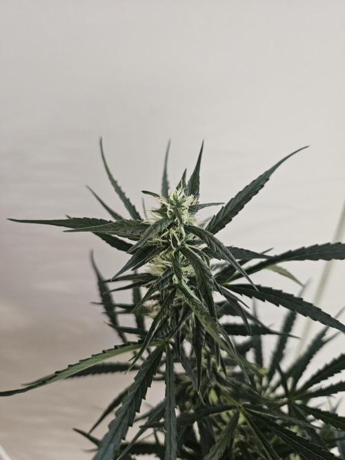 FumePop Auto Orginalsensibleseeds. Week 7