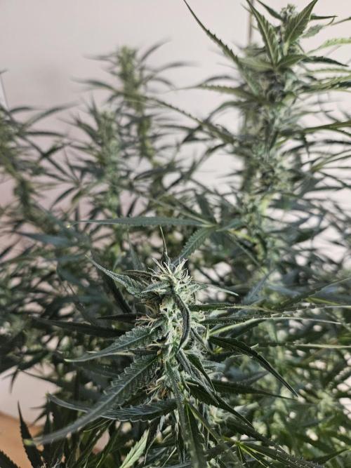 FumePop Auto Orginalsensibleseeds. Week 7