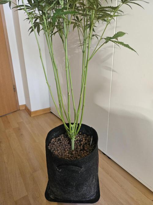 FumePop Auto Orginalsensibleseeds. Week 7