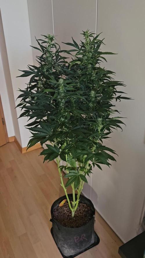 Zoapaya Auto Orginalsensibleseeds