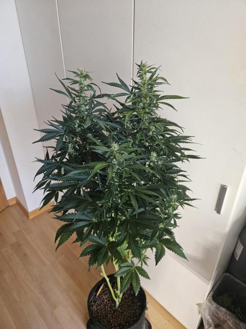 Zoapaya Auto Orginalsensibleseeds. Week 7