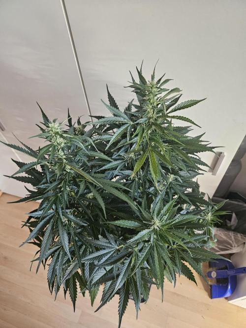 Zoapaya Auto Orginalsensibleseeds. Week 7