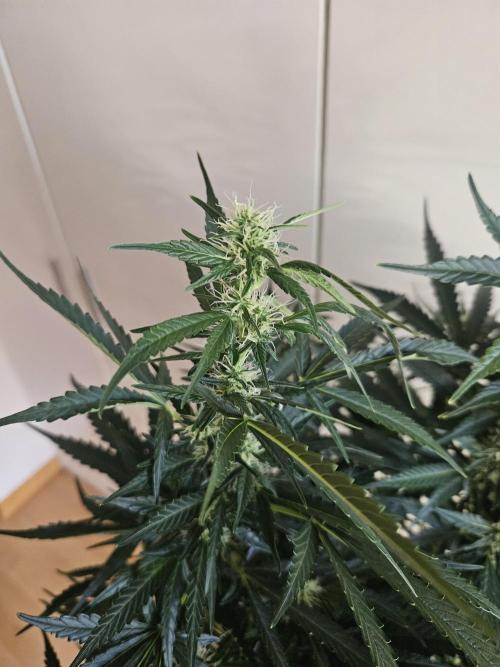 Zoapaya Auto Orginalsensibleseeds. Week 7