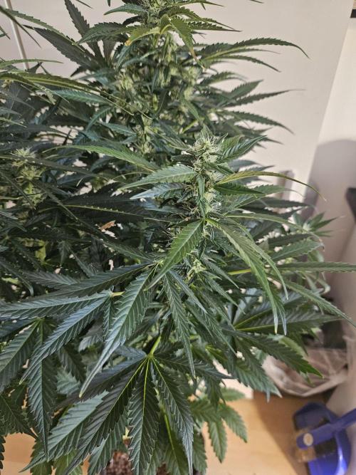 Zoapaya Auto Orginalsensibleseeds. Week 7