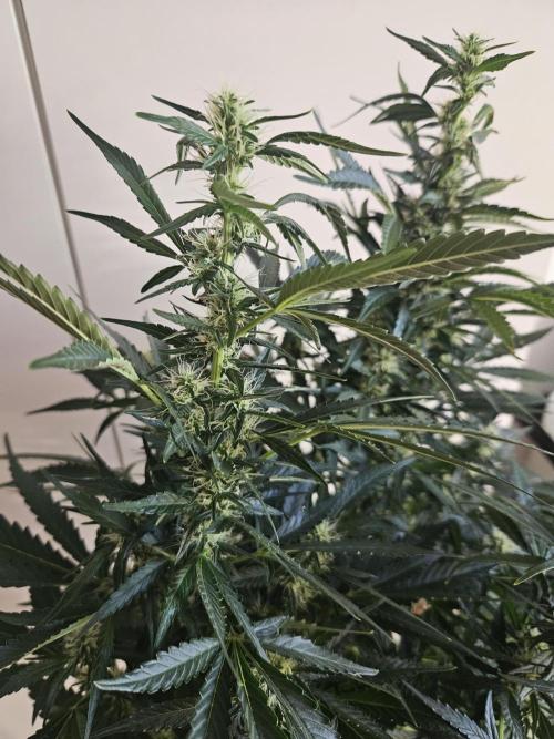 Zoapaya Auto Orginalsensibleseeds. Week 7