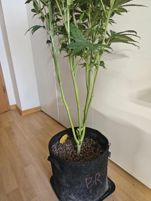 Zoapaya Auto Orginalsensibleseeds. Week 7