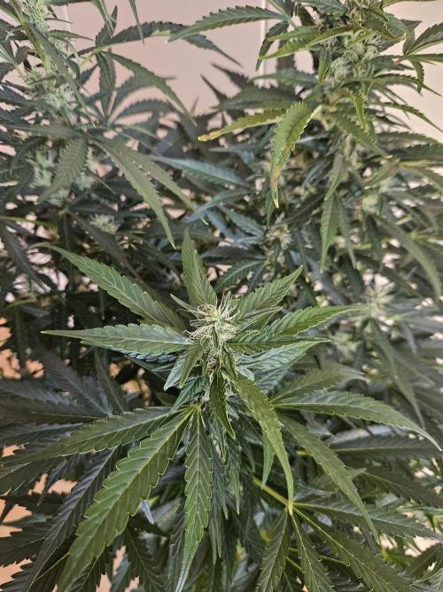 Zoapaya Auto Orginalsensibleseeds. Week 7