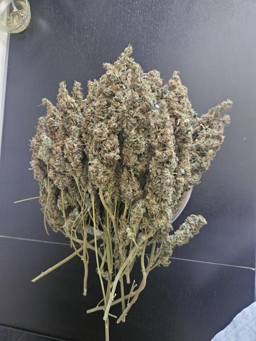 Sticky Brokkoli Zamnesia Eternity Cup. Week 17